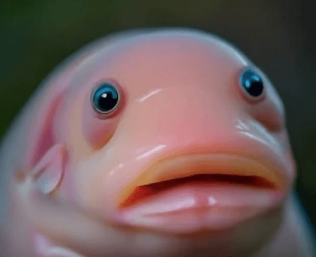 Cute:0xlaxhanoqq= Blobfish zisscourse zisscourse turf Cute:0xlaxhanoqq= Blobfish zisscourse zisscourse turf