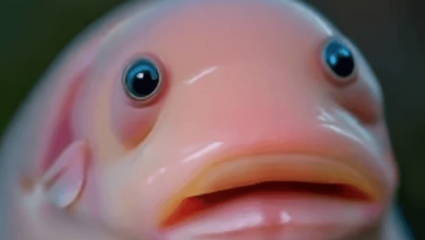 Cute:0xlaxhanoqq= Blobfish