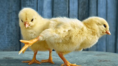 Cute:5beaj_6wgoa= Baby Chicks