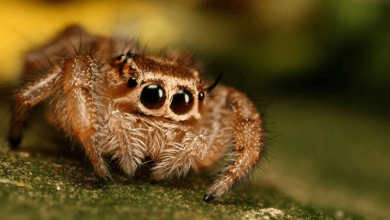 Cute:2hdertbz4ik= Spider