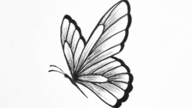 Outline:1hmdqx-87ve= Butterfly Sketch