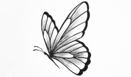 Outline:1hmdqx-87ve= Butterfly Sketch