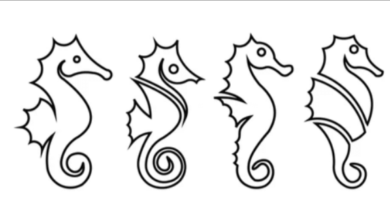 Outline:7q0u1nzrpso= Sea Horse Drawing