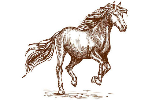 Outline:8qz13saj4by= Pencil Horse Drawing