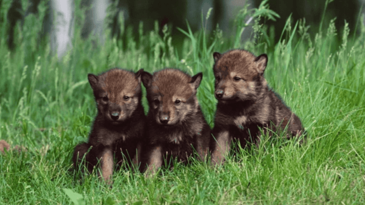 Baby:2gbiujv5rkw= Wolves