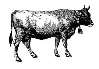 Clipart:_N6r7x-Sehk= Cow Images