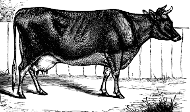 Clipart:_N6r7x-Sehk= Cow Images