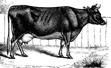 Clipart:_N6r7x-Sehk= Cow Images