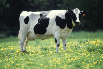 Clipart:_N6r7x-Sehk= Cow