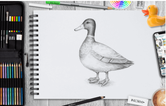 Cute:0v3zhjmo01k= Duck Drawings