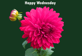 Cute:_J5qeo_Gyp0= Happy Wednesday Images