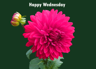 Cute:_J5qeo_Gyp0= Happy Wednesday Images