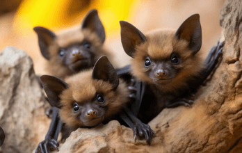 Cute:-_Noi7qvbwi= Baby Bat