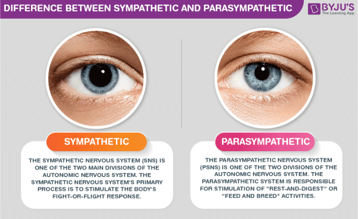 Concept Map: Sympathetic and Parasympathetic Responses