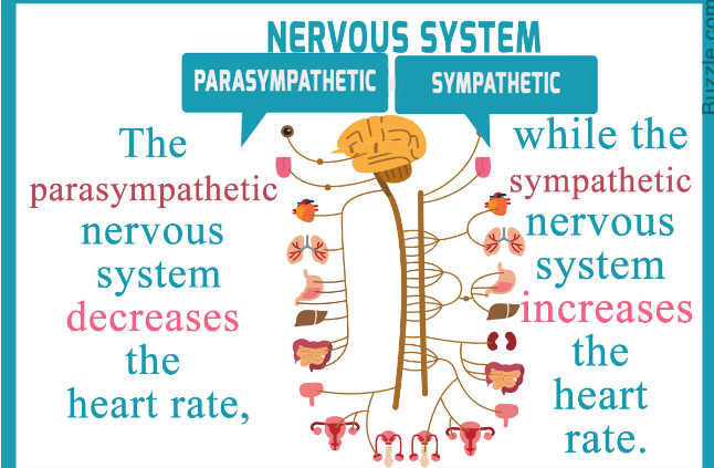 Concept Map: Sympathetic and Parasympathetic Responses