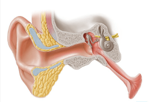 Concept Map: the Pathway of Sound Through the Ear