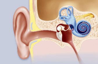 Concept Map: the Pathway of Sound Through the Ear