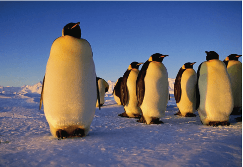 Baby:-Matxtyijuu= Emperor Penguin