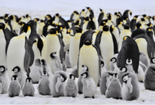 Baby:-Matxtyijuu= Emperor Penguin