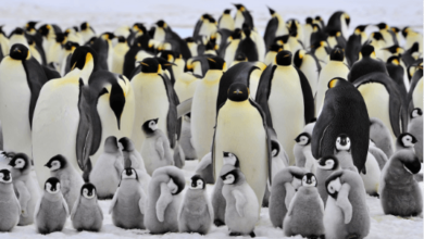 Baby:-Matxtyijuu= Emperor Penguin