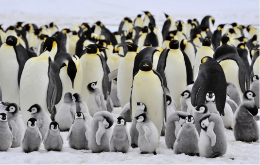 Baby:-Matxtyijuu= Emperor Penguin