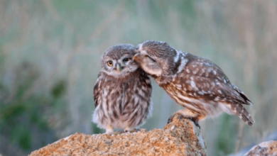 Cute:S6j5hhkikp8= Owl