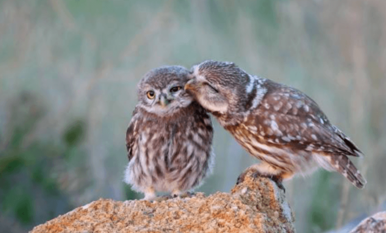 Cute:S6j5hhkikp8= Owl