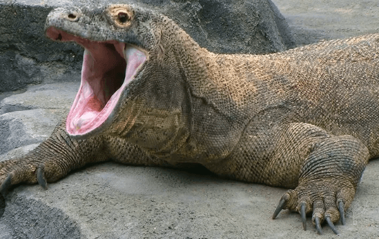 Cute Baby:4jevscdgfka= Komodo Dragons