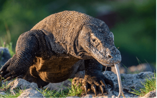 Cute Baby:4jevscdgfka= Komodo Dragons