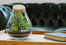 Choosing the Right Springtails: A Quick Guide for Terrarium Owners