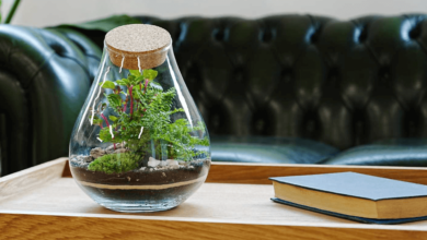 Choosing the Right Springtails: A Quick Guide for Terrarium Owners
