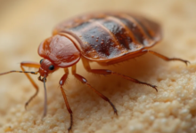 10 DIY Bedbug Control Methods That Actually Work
