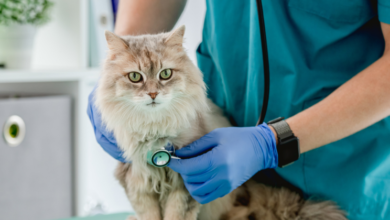 Enhancing Feline Health Naturally