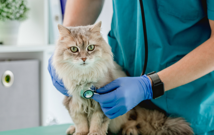 Enhancing Feline Health Naturally