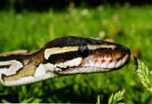 smart scaling performance curve